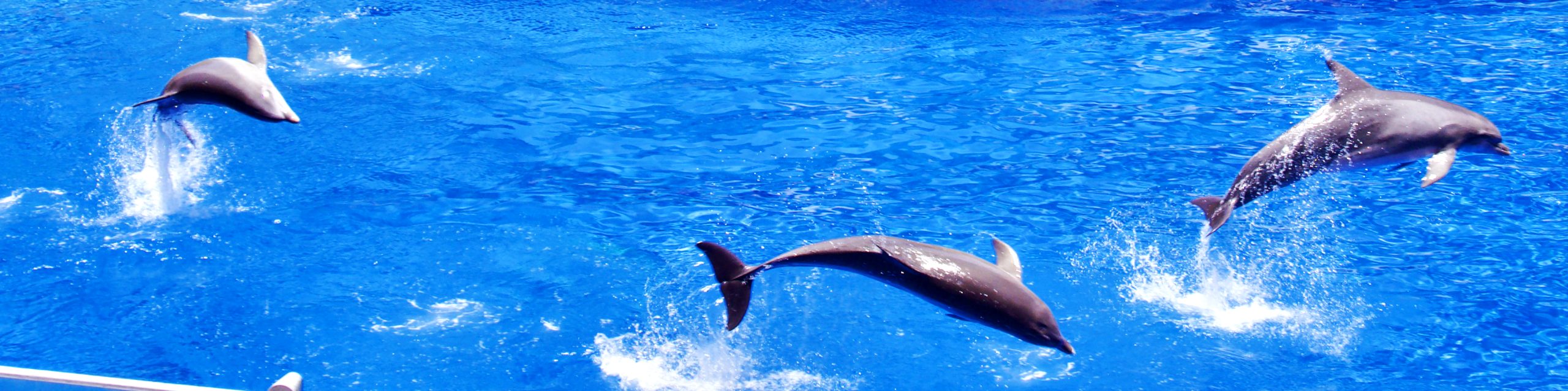 Dolphin show at Palmitos Park, Gran Canaria