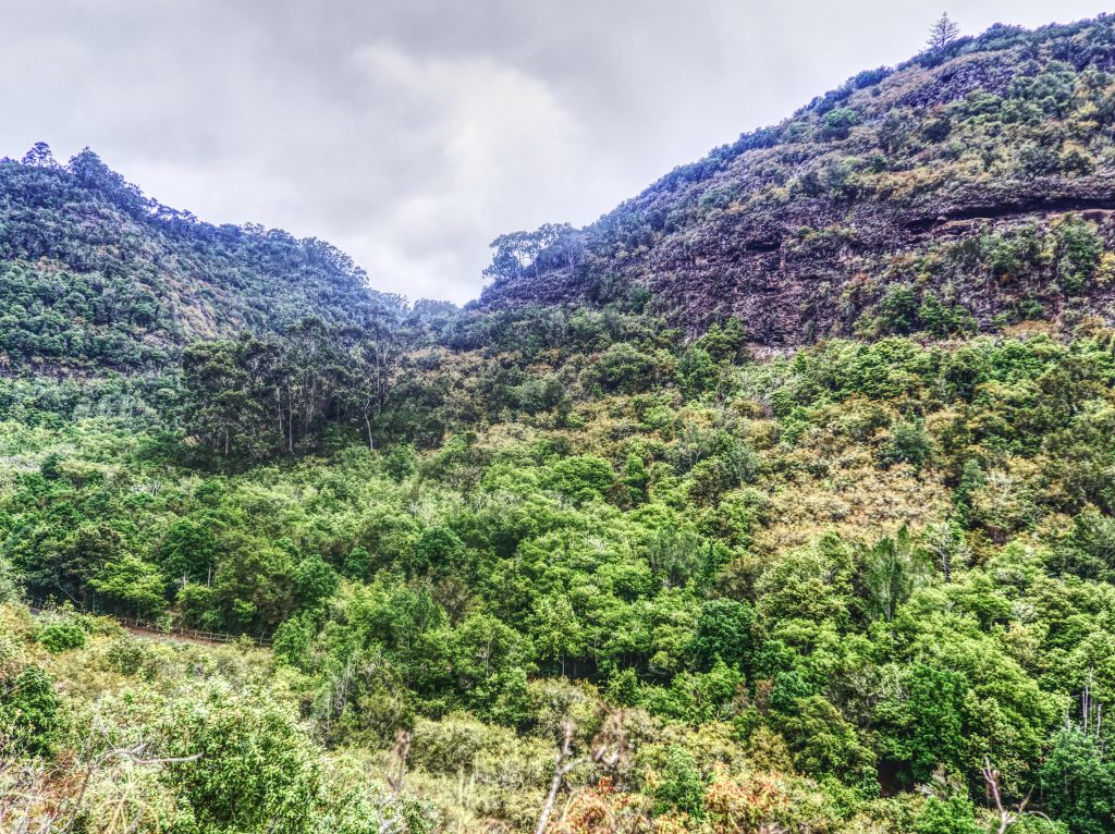 Tilos de Moya laurel forest in northern Gran Canaria, featuring dense evergreen trees, lush vegetation, and a misty natural landscape