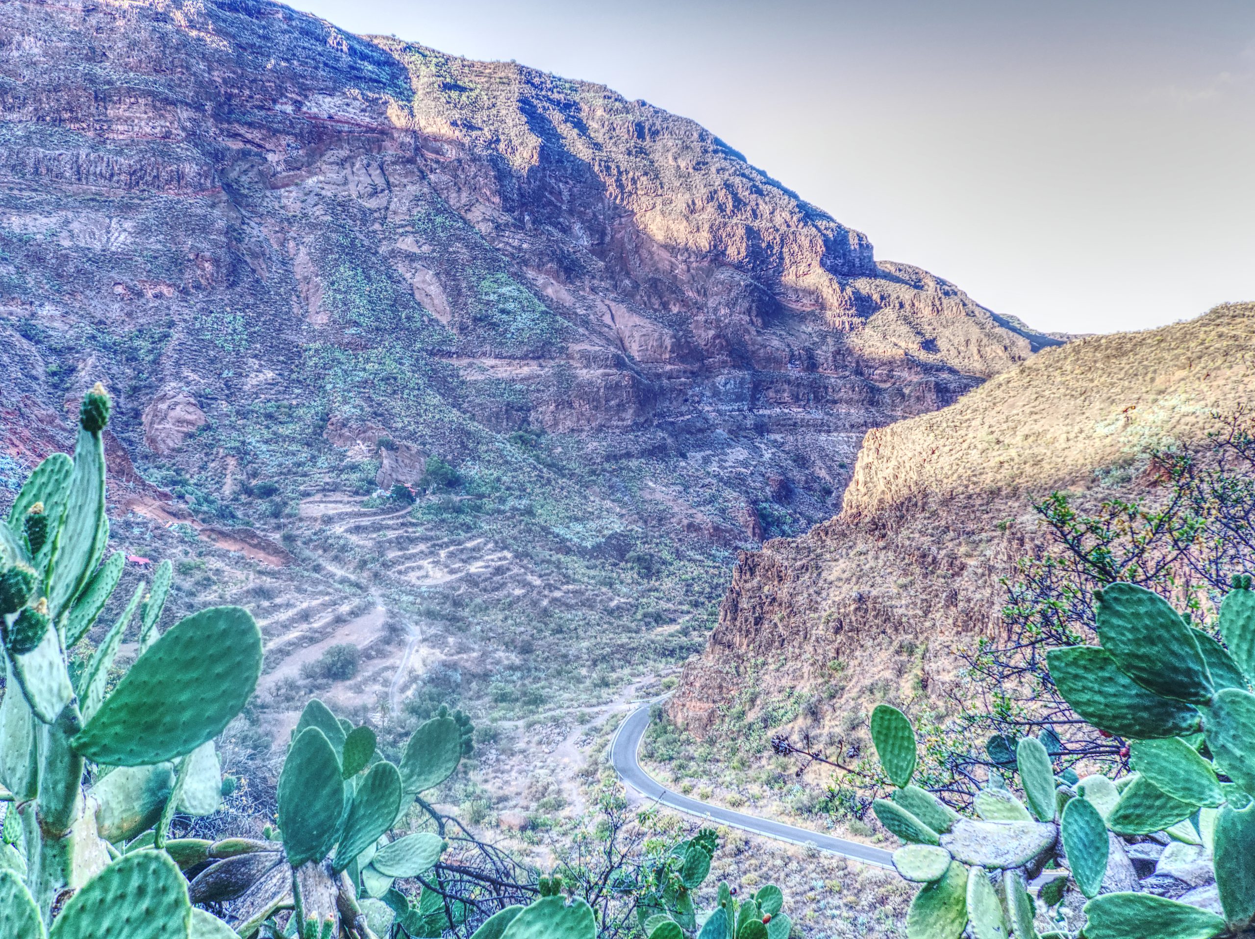 View of Barranco de Guayadeque in Gran Canaria and prickly pear cacti